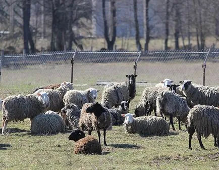 Juhtenyésztés, hogyan kell kezelni a gazdaság és a felszínen maradni