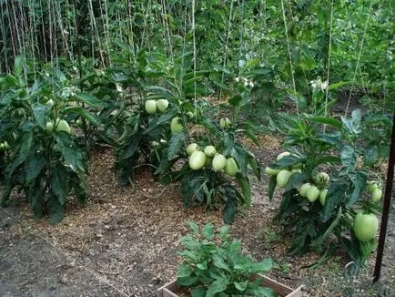 Pepino növekvő otthon