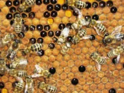 Bee pollen - összetétele és tulajdonságai egy egyedülálló termék