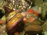 Miért mosogató zajos zajos miért kagyló miért halljuk a hangját a tengeri kagyló