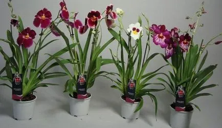 Miért nem virágzik orchidea otthon, és mit kell tenni