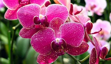 Miért nem virágzik orchidea otthon, és mit kell tenni