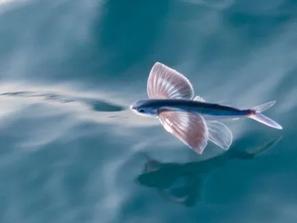 Miért repül repülő hal más halak
