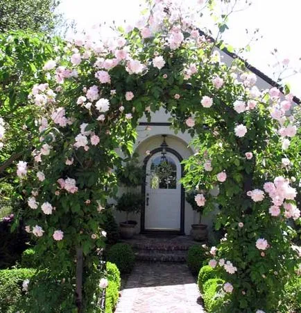 Alpinism grădină de trandafiri grijă de 35 de arcuri de trandafiri