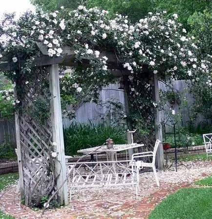 Катерене розова градина, подходяща грижа от 35 арки от рози