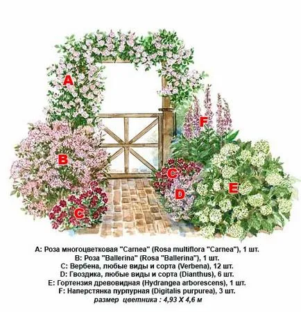 Катерене розова градина, подходяща грижа от 35 арки от рози
