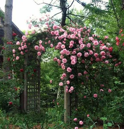 Alpinism grădină de trandafiri grijă de 35 de arcuri de trandafiri