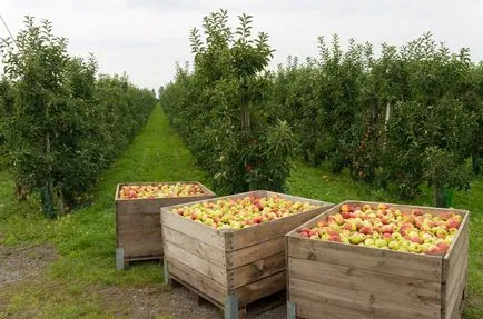 Miért egy almafa gyümölcsöt terem jövőre - minden lehetséges okát, a kertben ()