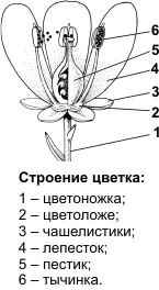 Полово размножаване в покритосеменни