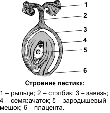 Полово размножаване в покритосеменни