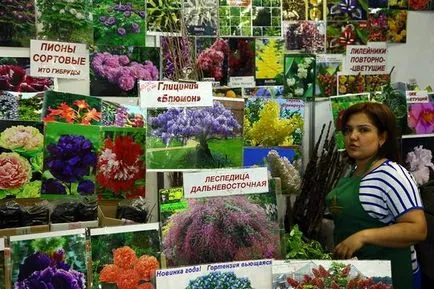 Дали Wisteria е подходящ за отглеждане в предградията северозападните като то цъфти и презимува в нашата