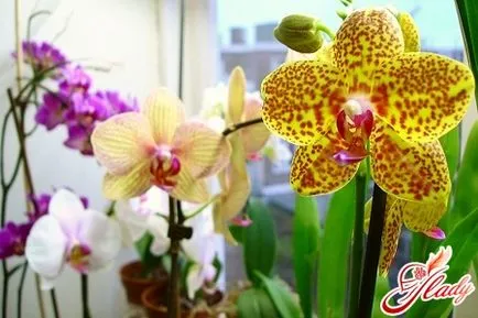 Öntözés Phalaenopsis orchidea