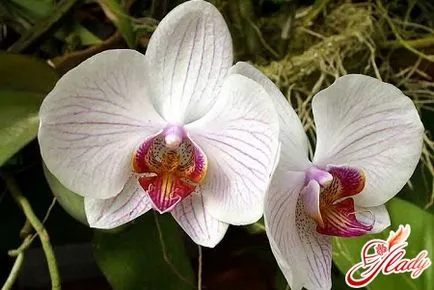 Öntözés Phalaenopsis orchidea