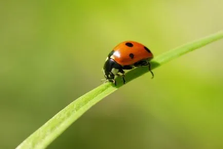 Folosirea insectelor în grădină