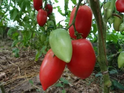 tomate de reproducție Siberian pentru câmp deschis descrierea soiurilor cu fotografii