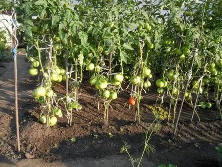 tomate de reproducție Siberian pentru câmp deschis descrierea soiurilor cu fotografii