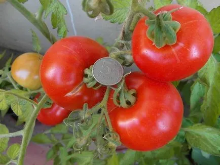 tomate de reproducție Siberian pentru câmp deschis descrierea soiurilor cu fotografii