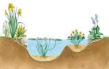 Reguli pentru selectarea și creșterea plantelor în iaz
