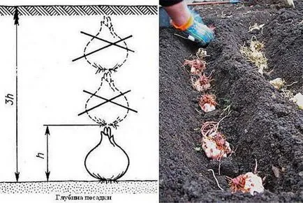 Засаждане на рози в земята през есента на засаждане време, дълбочина