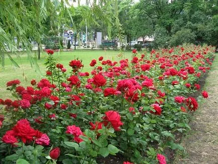 Leszállás park rózsák