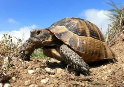 Természet, növények és állatok a Krasznodar terület