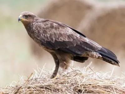 Természet, növények és állatok a Krasznodar terület