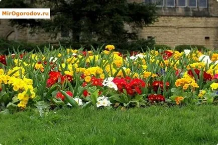 Primula acaulescent leírás és a naptár ellátás