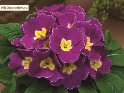 Primula описание acaulescent и календар грижа