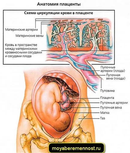 Placenta accreta, sarcina mea