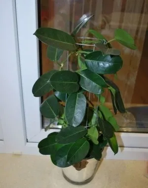 Стефанотіс догляд в домашніх умовах, пересадка, розмноження (умовах) Стефанотіс догляд в домашніх умовах, пересадка, розмноження