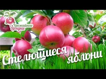 Стелеться яблуня догляд і вирощування, опис і характеристика (стелеться) Стелеться яблуня догляд і вирощування, опис і характеристика