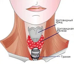 Симптомите на разширяването на щитовидната жлеза при жените