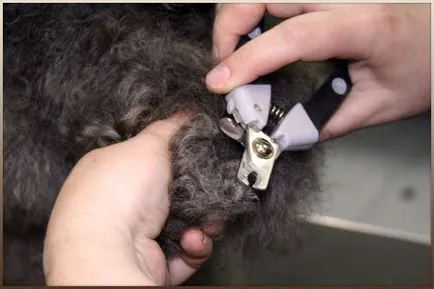 Professional Tools Groomer