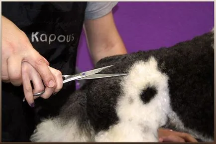 Instrumente profesionale Groomer