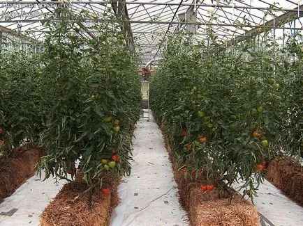 Cultivarea industrială de tomate în profitabilitatea afacerilor cu efect de seră, tehnologie, foto, video