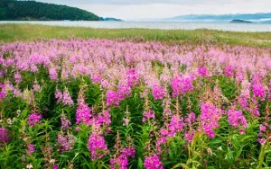 Fireweed növény hasznos tulajdonságok és ellenjavallatok a férfiak