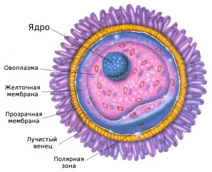 cauze sarcina molara, simptome, tratament