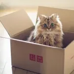 Розвиток кошенят по тижнях