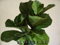 Възпроизвеждането на Ficus - стайни растения и цветя