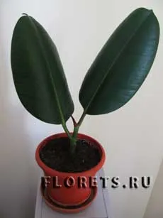 Възпроизвеждането на Ficus - стайни растения и цветя