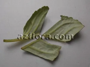 semințe de reproducere Gloxinia, butași, pedunculi, frunze, divizarea tubercul