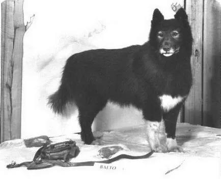 Az igazi történet a legendás kutya Balto, aki megmentette a várost a diftéria, umkra