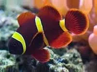 Bohóc hal tengeri akvárium