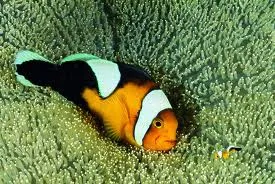 Bohóc hal tengeri akvárium