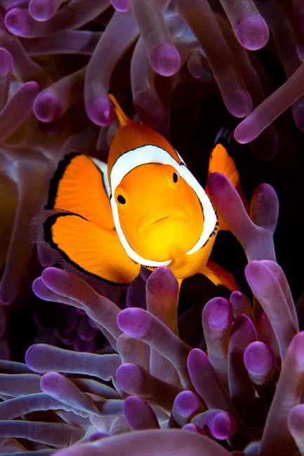 Clownfish (ocellaris amphiprioi)