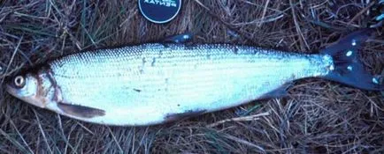 семейство бяла риба Риба, списък с имената и снимките, особено бяла риба риболов