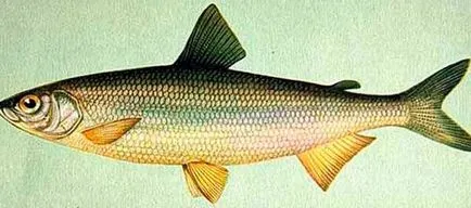 семейство бяла риба Риба, списък с имената и снимките, особено бяла риба риболов