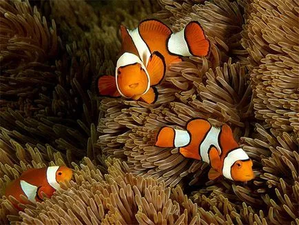 Clownfish (ocellaris amphiprioi)