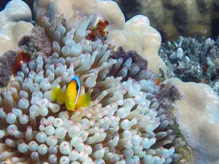 Clownfish (ocellaris amphiprioi)