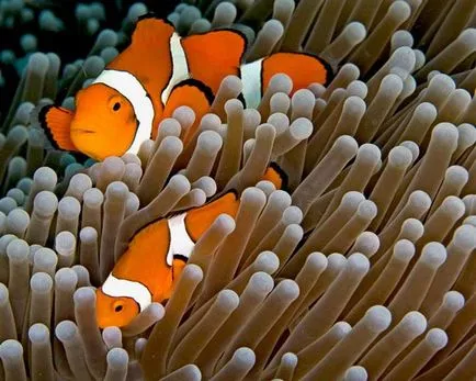 Clownfish (ocellaris amphiprioi)